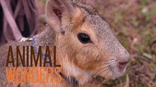 Chili Pepper the Patagonian Cavy [upl. by Carrie824]