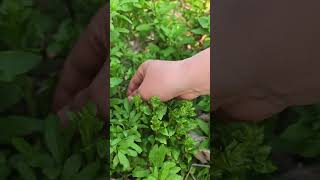 Pick Wolfberry Tender Head and Leaves from farm food goodfoodinthevillage [upl. by Athalla]