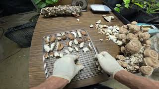 Dehydrating Gourmet Mushrooms POV [upl. by Einra]