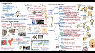 Anatomía Curso Completo Tema 4 Sistema esquelético [upl. by Tobi609]