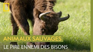 La bataille des bisons contre les insectes [upl. by Saddler]