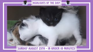 Highlights of the Day  Sunday August 25th [upl. by Arraik771]