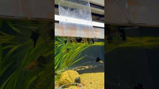 Subscribe for more updates ✨guppyfish guppy shorts reels bangla dhaka aquarium ornofandpets [upl. by Ermina920]