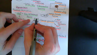 Anticoagulants and Thrombolytics Part 1 [upl. by Dinsdale]