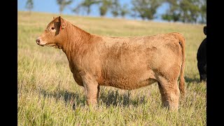 Reimann Pasture Sale 2024  Tag 103 [upl. by Papp]