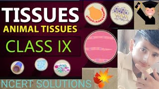 Tissues  Animal amp Plant Tissues  Class 9 OneShot Easiest Lecture  Class 9ScienceCh6  202425 [upl. by Sumetra]