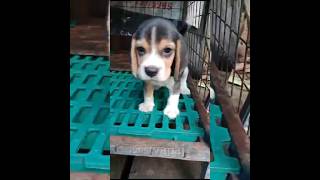 Beagle Dog breed [upl. by Branham]