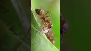 My Weaver Ants Are Building A Nest [upl. by Taam]