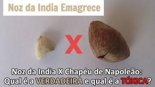 Noz da India Qual é a VERDADEIRA e qual é a TÓXICA [upl. by Huberty]