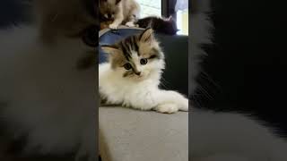 cat cats catlover catvideos kitten catshorts funnycats kucing kucinglucu kucinggemoy [upl. by Llarret]