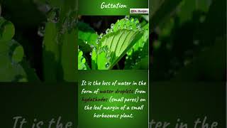 plants guttation biology neet science ytshorts shorts hydathodes [upl. by Ayahsal]