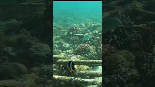 Amphiprion Clarkii clownfish Anemoonvis snorkeling fish scubadiving travel bali amed diving [upl. by Zoltai]