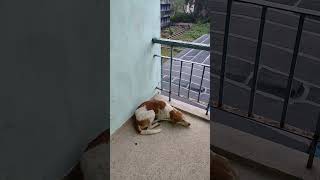 Dogyoutubeshorts shorts trending viralvideo reels dog 🐕 [upl. by Ahgiela]