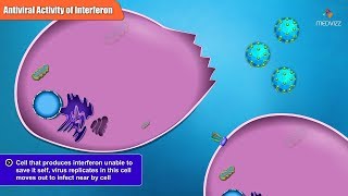 Antiviral Activities of Different Interferon Types and Subtypes [upl. by Goda870]