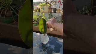 Propagation rubber plant one leaf in water [upl. by Redmer]