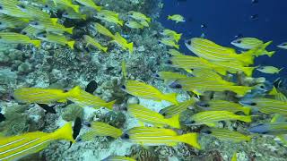 Diving in Tubbataha reef Philippines part2 [upl. by Akisej]