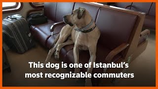 The street dog famous on Turkish transport [upl. by Accem]