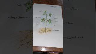 Morphology of Flowering plants drawing  easy  parts of flowring plants labelled diagram CBSE [upl. by Etra234]