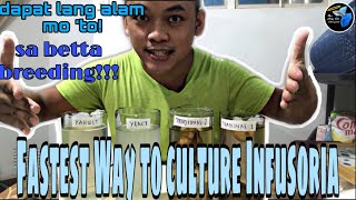 Live Foods Infusoria Culture in 24 hours  Newbies Guide for betta keeping  Taglish [upl. by Yard]