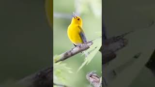 Prothonotary warbler singing shorts [upl. by Annaehs]