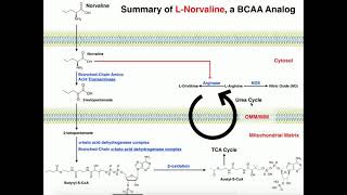 Exercise Physiology  LNorvaline Functions and Catabolism [upl. by Omocaig]