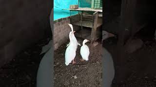 Zzz Zzz 🤣🤣 funny comedy respect memes duck [upl. by Snebur]