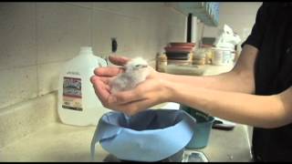 Denver Zoo Welcomes First Tawny Frogmouth Chick [upl. by Yarazed]