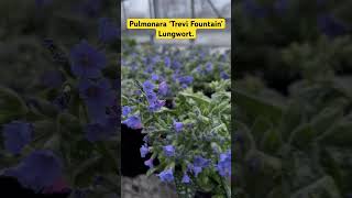 Pulmonara ‘Trevi Fountain’  Lungwort flowers plants spring perennial fypシ [upl. by Teevens]