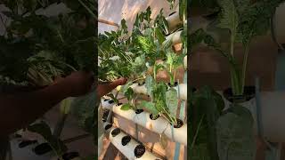 Hydroponics Harvest 😊🥬 [upl. by Aynahs540]