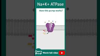 How Na K ATPase works Sodium potassium ion exchange pump explained in 1 minute [upl. by Reifnnej]