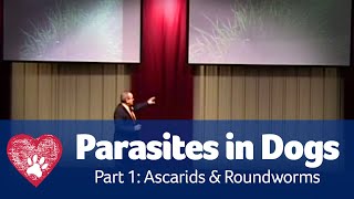 Managing Parasites in Dogs  Part 1 [upl. by Malone459]