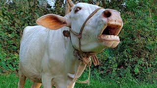 Real Cow Mooing Sound And Videos 7 Cow Sound Loudly At Village  Tobibul [upl. by Ima]