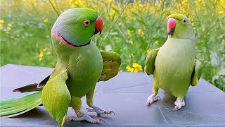 Ringneck Parrot Videos Compilation [upl. by Arabrab816]