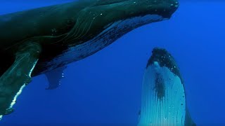 Two Beautiful Humpback Whales Dance  Animal Attraction  BBC Earth [upl. by Evante]