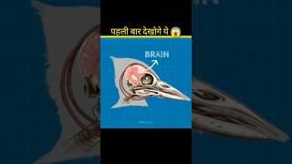 How Woodpeckers Dont Hurt Their Brain🤯 shorts brain facts ytshorts [upl. by Fawcett205]