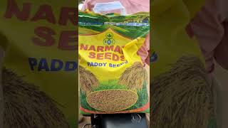 RNR 15048 Paddy Seed amp seedlings RNR நெல் ரகம் [upl. by Enautna]