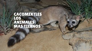 Cacomixtle rintel el animal más tierno 🥰 [upl. by Nahtanoy]