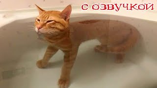 Приколы с котами Смешные коты С ОЗВУЧКОЙ ПРИКОЛЫ С ЖИВОТНЫМИ 2023 [upl. by Spohr875]