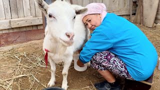 Real Village Life Milking Goats Grazing Sheep and Authentic Rural Scenery [upl. by Judah728]