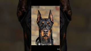 Doberman dog transformation [upl. by Lamiv]