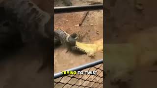 Two alligators battle it out in epic showdown [upl. by Leafar159]