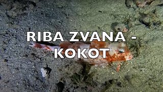 RIBA ZVANA KOKOT  LASTAVICA 4K UHD VIDEO  sa glasom i objašnjenjem [upl. by Ehrsam]