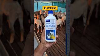 🐐ஆடுகளுக்கு முறையாக Deworming 🪱செய்வது எப்படி உடல் எடையை எப்படி உயர்த்துவது [upl. by Brok954]