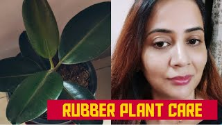 Rubber Plant Ficus Elastica Plant Care and GrowthBest Indoor Plant [upl. by Ael]