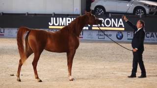 FIERACAVALLI 2016 ARABIAN HORSE GALA [upl. by Gnilhsa]