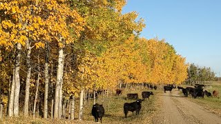 Alberta Ranch  2023 Year in Review [upl. by Hermosa]