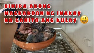 KAKAIBANG KULAY NG INAKAY Reggie Cruz Loft amp Aviary reggiecruzloftandaviary reggiecruzloft [upl. by Damek]