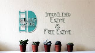 ALevel Biology  Experiment Immobilised enzyme vs free enzyme [upl. by Sell]