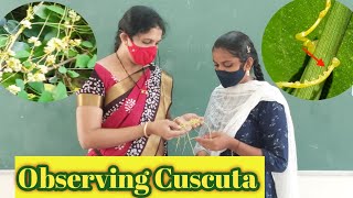 Cuscuta  Parasitic Nutrition in Cuscuta  Nutrition  Dodder plant  10th class Biology [upl. by Morton]