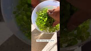 Cleaning plants plants beautiful soilpot soillove garden soiltypes farming propagation edit [upl. by Cyd]